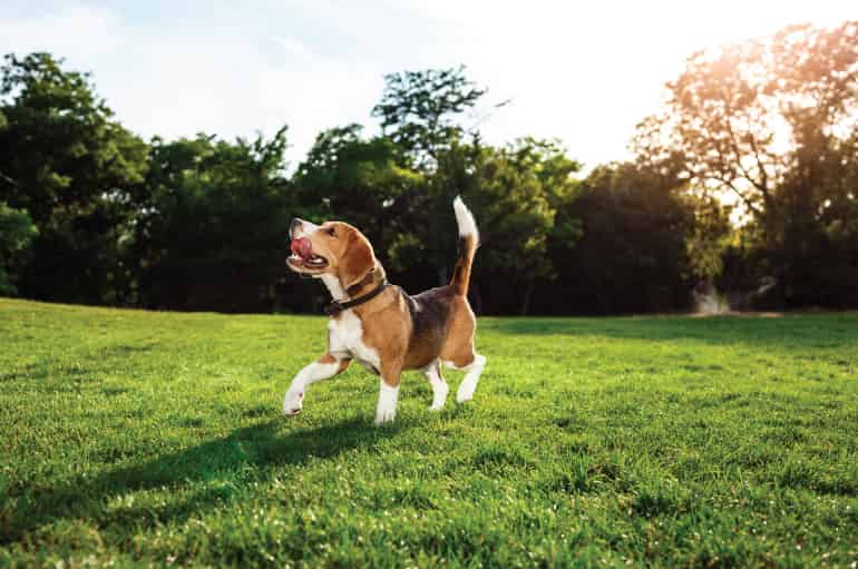 Kedi ve Köpeklere Sıcak Havalarda Ne Yapılmalı?