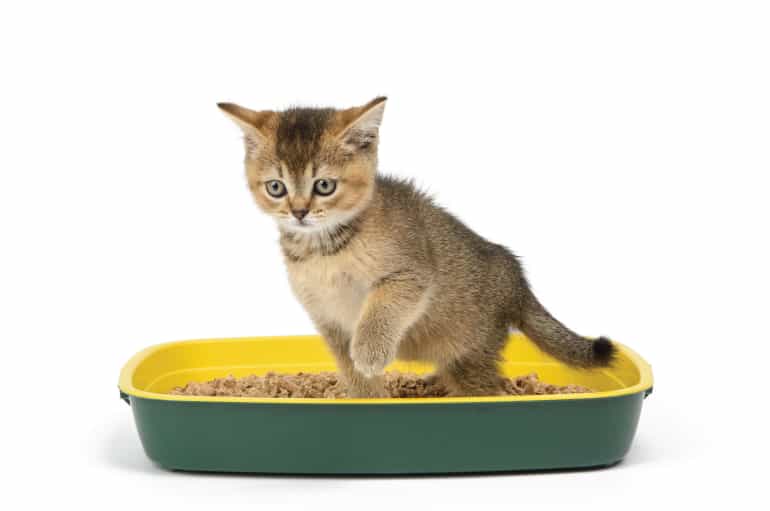 Kedi Kumu Çeşitleri Nelerdir?