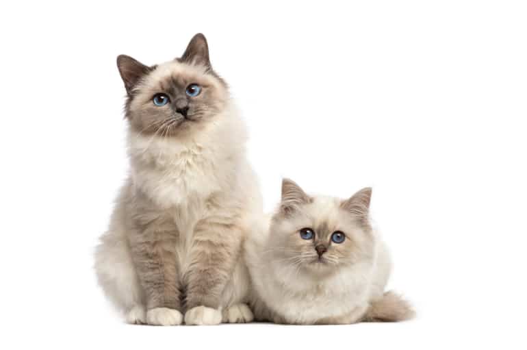 Kedi Çiftleştirirken Dikkat Edilmesi Gerekenler Nelerdir?