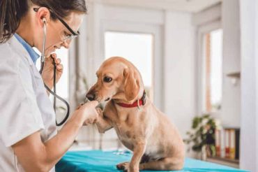 Köpeklerde En Sık Görülen Hastalıklar Nelerdir?