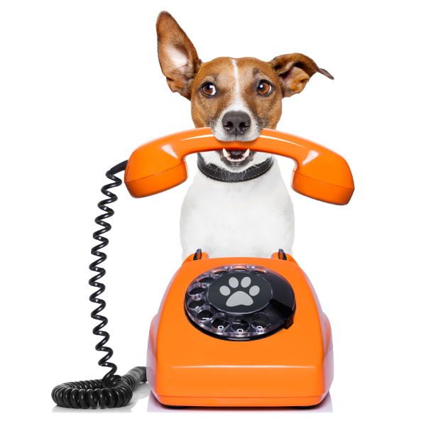 pawdestiran-contact-dog-phone