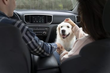 Barınaktan Köpek Sahiplenmek