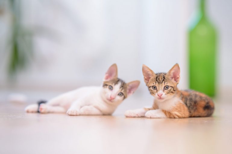 Evde 2 Kedi Birbirine Nasıl Alıştırılır?