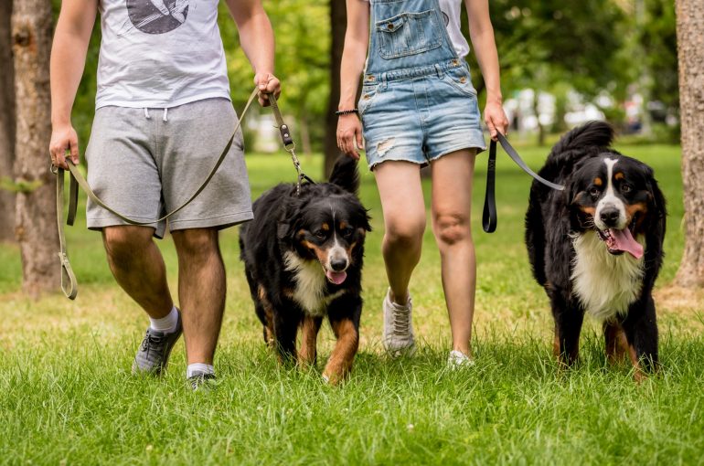 Köpeğinize En İyi Oyun Arkadaşını Bulmak İçin İpuçları
