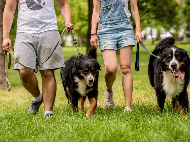 Köpeğinize En İyi Oyun Arkadaşını Bulmak İçin İpuçları 