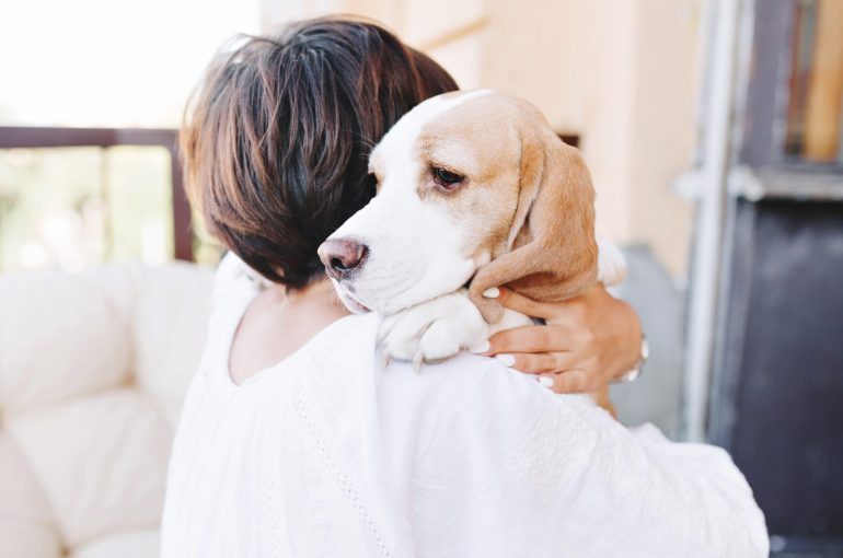 Köpek İle Seyahat (THY ‘de Yaşananlar)