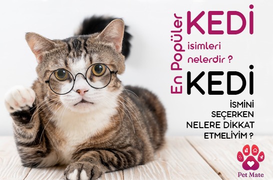 En Popüler Kedi İsimleri Nelerdir? Kedi İsmini Seçerken Nelere Dikkat Etmeliyim?