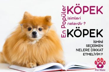 En Popüler Köpek İsimleri Nelerdir? Köpek İsmini Seçerken Nelere Dikkat Etmeliyim?