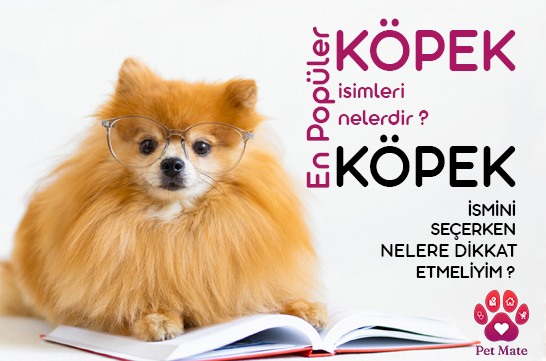 En Popüler Köpek İsimleri Nelerdir? Köpek İsmini Seçerken Nelere Dikkat Etmeliyim?