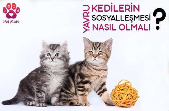 Yavru Kedilerin Sosyalleşmesi Nasıl Olmalı?