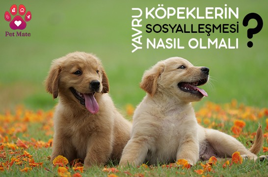 Yavru Köpeklerin Sosyalleşmesi Nasıl Olur? 