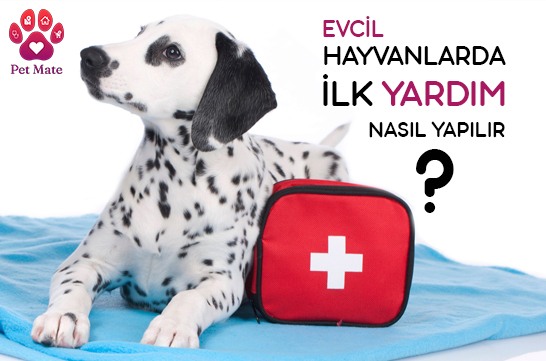 Hayvanlara Yangınlarda İlk Yardım Nasıl Yapılmalıdır?
