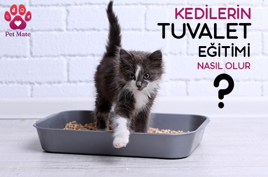 Kedilerin Tuvalet Eğitimi Nasıl Olur?