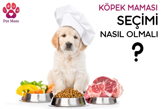 Köpek Maması Seçimi Nasıl Olmalıdır?