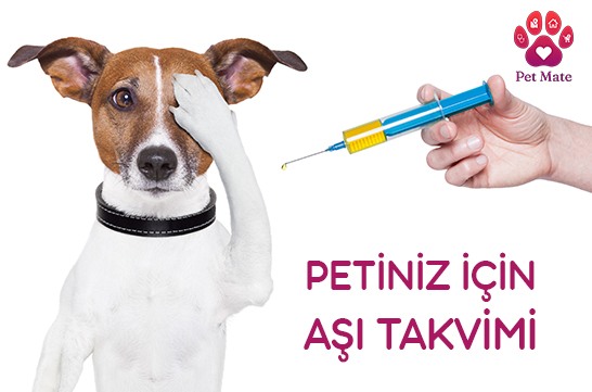 Kedi Ve Köpekler İçin Aşı Takvimi