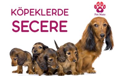 Köpeklerde Secere Nedir?