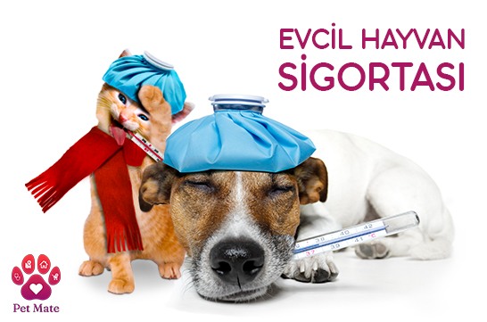 Evcil Hayvan Sigortası Nedir?