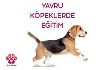 Yavru Köpeklerde Eğitim